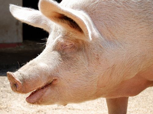 Šypsosi Piggy, Išsaugotas Nuo Skerdimo, Ji Mėgaujasi Savo Gyvenimu Ūkyje