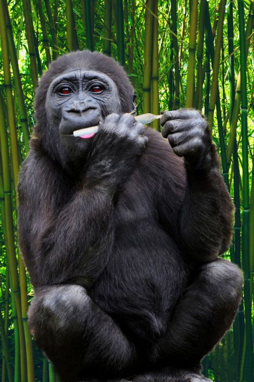 Gorila,  Ape,  Primatas,  Linksma,  Juokinga,  Humoras,  Humoristinis,  Rūkymas,  Cigarečių,  Valcavimo,  Suvynioti,  Tabakas,  Rūkymas Gorila