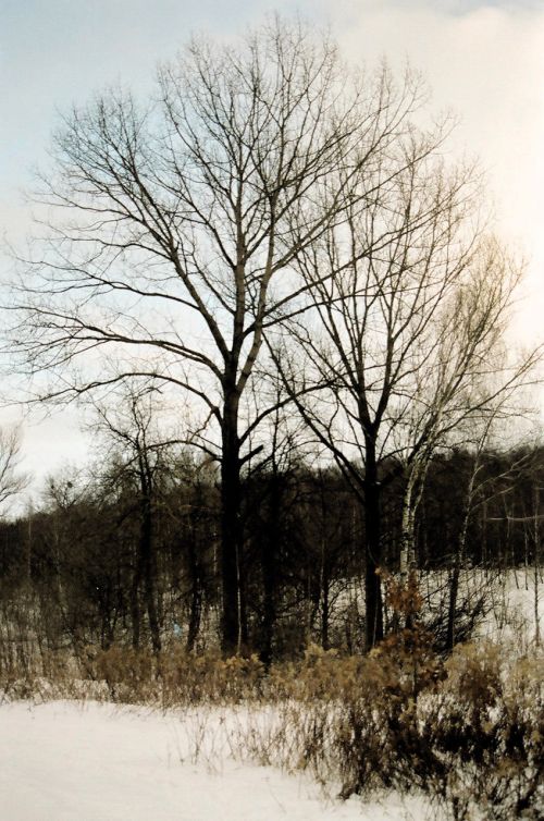Medis,  Žiema,  Lublin,  Liūdna Nuotrauka