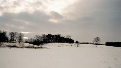 Medis,  Žiema,  Lublin,  Liūdna Nuotrauka