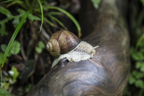 Sraigė, Makro, Gamta, Uždaryti, Išsamiai, Priartinti, Sodas, Lukštas, Lieknas, Lėtas, Gyvūnas, Mollusk, Šlakas, Laukinė Gamta, Ruda, Skystis, Lėtas, Mediena, Medis, Nuskaitymo, Vienišas