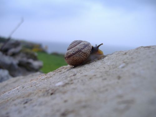 Sraigė, Rokas, Alpinizmas, Lukštas, Gamta, Mollusk, Lėtas, Gyvūnas, Laukinė Gamta, Lieknas, Juda, Skystis, Sodas, Gastropodas, Akmuo, Antena, Lauke, Bestuburiai, Mažas, Natūralus, Padaras, Aplinka