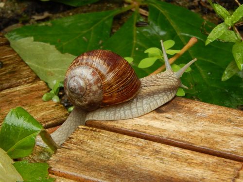 Sraigė, Lietingas Oras, Lukštas, Sodas, Uždaryti, Mollusk, Ruda, Ramybė