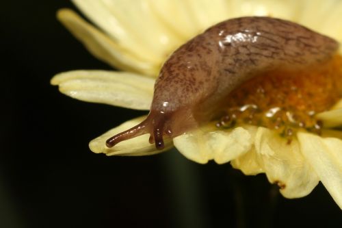 Sraigė, Kūdikis, Mažas, Makro, Uždaryti, Oda, Ruda, Gamta, Miškas, Taškai, Mollusk, Gyvūnas, Riebus, Drėgnas, Augalas, Pieva