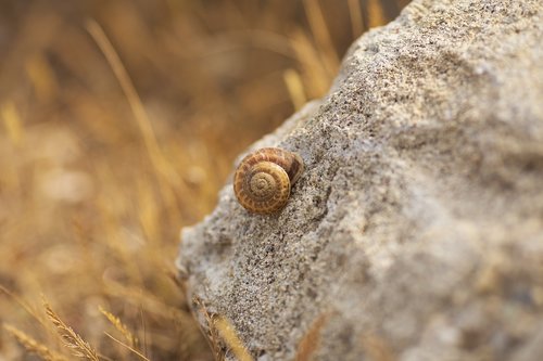 Sraigė,  Pobūdį,  Akmuo,  Makro,  Žolė,  Strypeliai,  Slug,  Gyvūnai,  Augalas