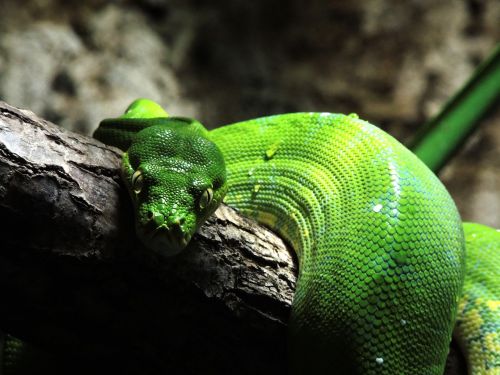 Gyvatė, Žalia Medis Python, Ropliai, Skalė, Žalia Gyvatė