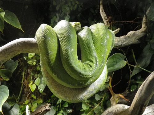 Gyvatė, Python, Terariumas, Constrictor, Žalia Medis Python