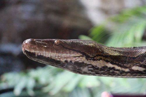 Gyvatė, Zoologijos Sodas, Snakehead
