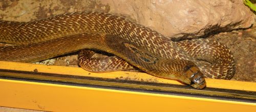 Gyvatė, Karališkoji Kobra, Grožis, Scheu, Nuodingoji Gyvatė, Elapidae, Pietryčių Azija, Neurotoksinis Nuodai, Bijoti Žmonių