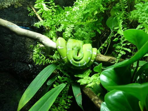 Gyvatė, Žalias, Medis Python, Ropliai, Džiunglės, Toksiškas