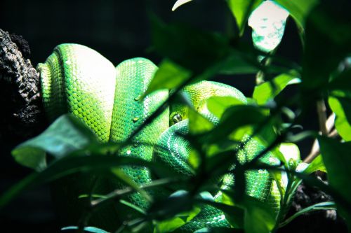 Gyvatė, Terariumas, Žalias