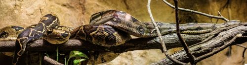 Gyvatė, Boa, Constrictor, Ropliai, Python