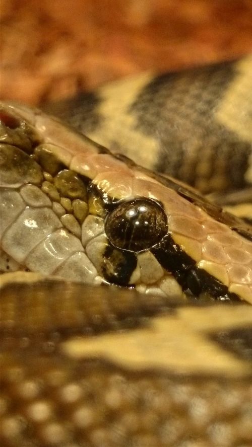 Gyvatės,  Burmese,  Python