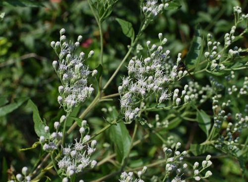 Snakeweed, Gėlė, Žiedas, Žydėti, Augalas, Gamta, Ruduo, Kritimas, Balta, Wildflower