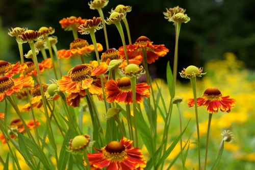 Sneezeweed, Gėlė, Oranžinė, Žydėti, Vasara, Sodas