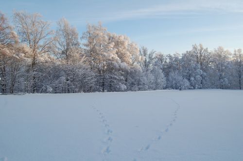 Sniegas, Miškas, Sniego Kraštovaizdis, Žiema
