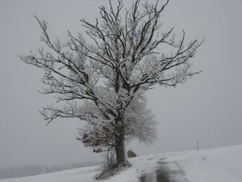 Sniegas, Žiemą, Medis