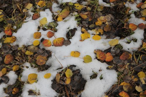 Sniegas, Aspen, Sezonas, Žiema, Gamta