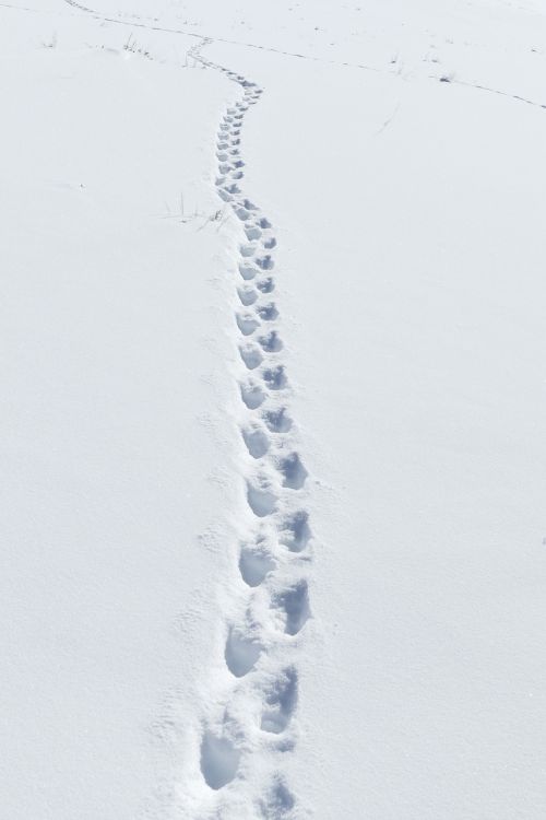 Sniegas, Badger Tracks, Laukinė Gamta, Gamta, Žiema, Šaltas, Pėdsakas, Lauke, Takas