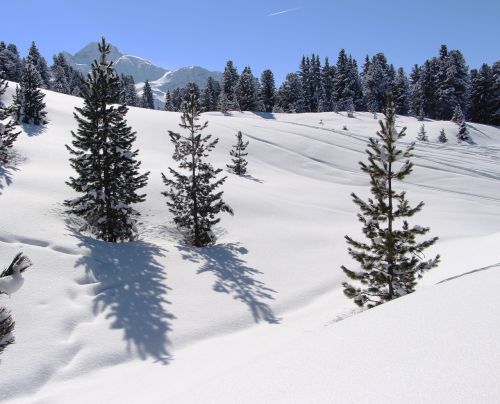 Sniegas, Kalnai, Alpių, Medžiai, Austria, Žiemą, Žiema, Kraštovaizdis, Balta, Snieguotas, Šešėlis, Gamta