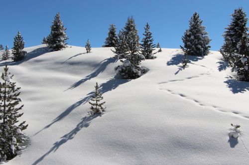 Sniegas, Kalnas, Alpių, Kraštovaizdis, Medžiai, Miltelių Sniegas, Austria