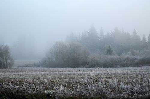 Oregonas, Sniegas, Šaltis, Laukas, Rūkas, Gamta, Žiema, Sezonas, Šaltas, Sušaldyta, Ledas