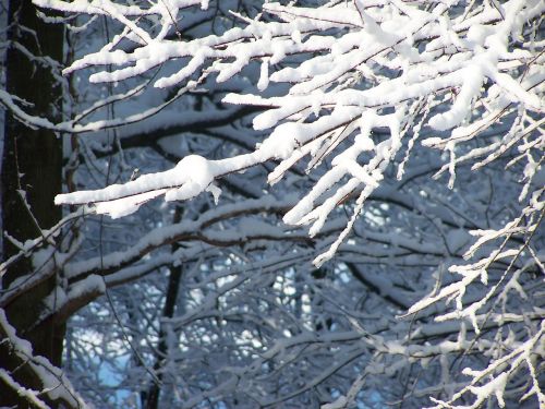Sniegas, Medžiai, Gamta, Žiema, Sezonas, Filialas
