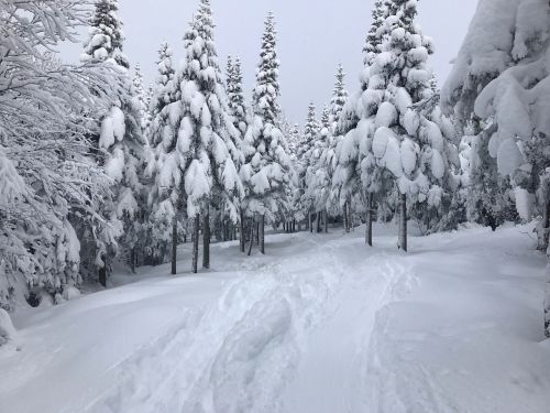 Sniegas, Slidinėjimas, Žiema, Québec, Kanada, Miškas