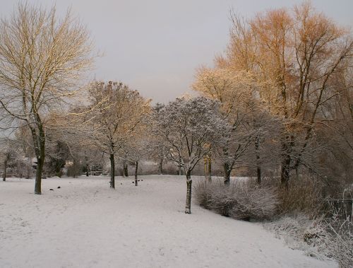 Sniegas, Žiema, Parkas, Medžiai, Saulės Šviesa