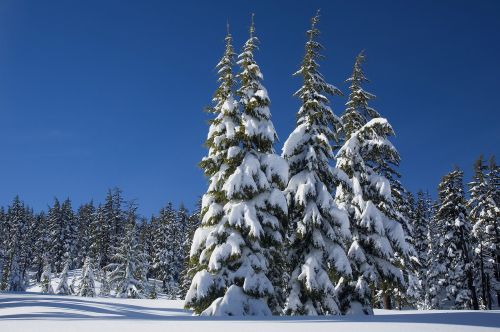 Sniegas, Pušys, Žiema, Dengimas, Evergreens, Kalno Bakalauras, Nusako Nacionalinį Mišką, Oregonas, Usa, Lauke, Kraštovaizdis, Vaizdingas, Sniegas, Šaltas, Dykuma