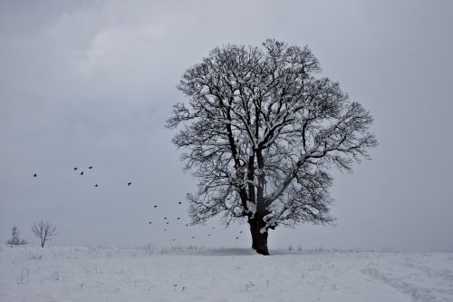 Sniegas, Žiema, Medis, Gamta, Kraštovaizdis, Sniego Kraštovaizdis, Turkija, Paukštis