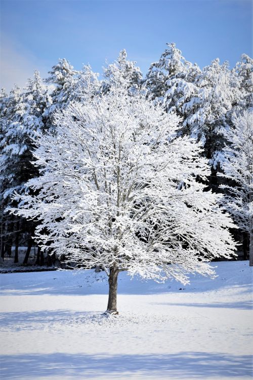 Sniegas, Medis, Žiemos Medžiai, Kalėdos, Gruodžio Mėn ., Sniegas, Sušaldyta, Gamta, Šaltas