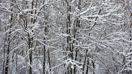 Sniegas, Balta, Žiemos Peizažas, Kraštovaizdžio Sniegas, Snieguotos Medžiai