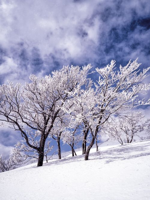 Sniegas, Rime, Medžiai, Debesis, Mėlynas Dangus, Shirakami-Sanchi, Japonija