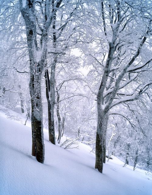 Sniegas, Buko Miškas, Sušaldyta, Shirakami-Sanchi, Sausis, Pasaulio Paveldo Regionas, Japonija