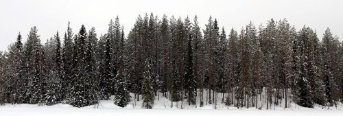 Sniegas, Miškas, Žiema, Medžiai, Suomių, Medis, Snieguotas, Šaltas, Gamta, Spygliuočiai, Balta, Šeši