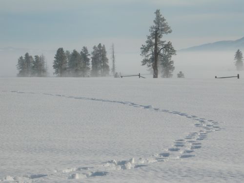 Sniegas, Žiema, Takelius, Idaho, Gamta, Kraštovaizdis