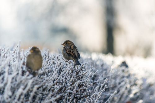 Sniegas, Žiema, Paukštis, Gyvūnas, Bokeh