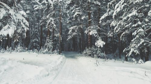 Sniegas, Žiema, Balta, Šaltas, Oras, Ledas, Medžiai, Augalai, Gamta, Miškas