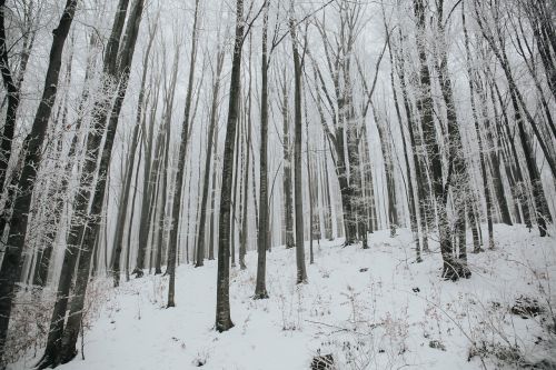 Sniegas, Žiema, Balta, Šaltas, Oras, Ledas, Medžiai, Augalai, Gamta, Miškai
