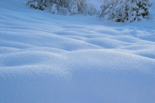 Sniegas, Žiema, Balta, Šaltas, Oras, Ledas, Medžiai, Augalai