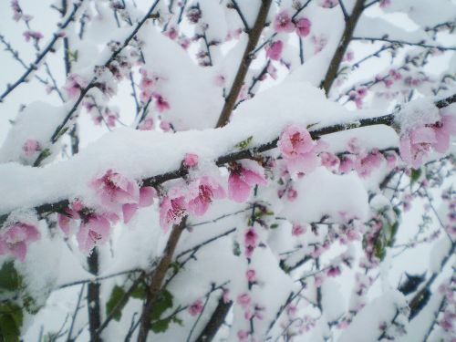 Sniegas, Gėlės, Persikas, Nevada