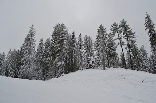 Sniegas, Medžiai, Gamta