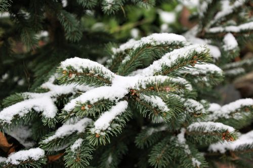 Sniegas, Pirmas Sniegas, Eglė, Kalėdų Eglutė, Gamta, Žiema, Medis, Spygliuočių Medis, Po Sniegu