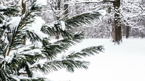 Sniegas, Visžalis, Žiema, Krūmai, Medis, Winterwonderland, Kraštovaizdis, Gamta