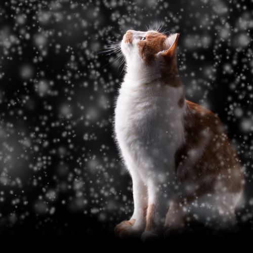 Sniegas, Katė, Žiema, Naktis, Šaltas, Raudona Katė, Kačiukas, Šaltis, Jaunas Katinas, Raudonos Skumbrės Tabby, Miltelių Sniegas