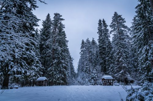Sniegas, Žiema, Medžiai, Pavėsinės, Kelias