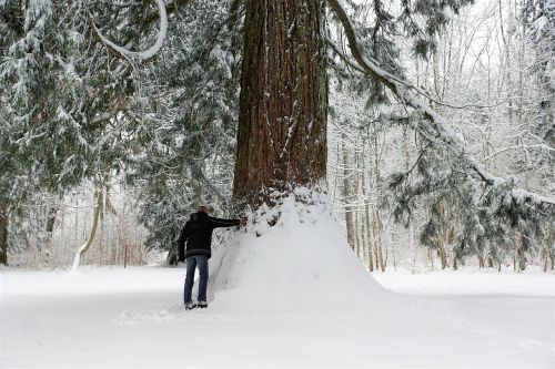 Sniegas, Žiema, Šaltas, Mediena, Šaltis, Sušaldyta, Ledas, Medis, Sezonas, Oras, Blizzard, Snieguotas, Kraštovaizdis, Snowdrift, Pušis, Vaizdingas, Eglė, Ledinis, Filialas, Tuttlingen, Gamta, Vyras, Žygis, Pavasaris, Emmingen, Atsipalaidavimas, Atsigavimas, Šventė, Atostogos, Laikas Baigėsi, Poilsis, Meditacija, Toli, Kelias, Kelias, Krūmas, Miškas, Stilius, Mada, Apranga, Striukė, Neuhausen, Daugiau, Atradimas, Europa