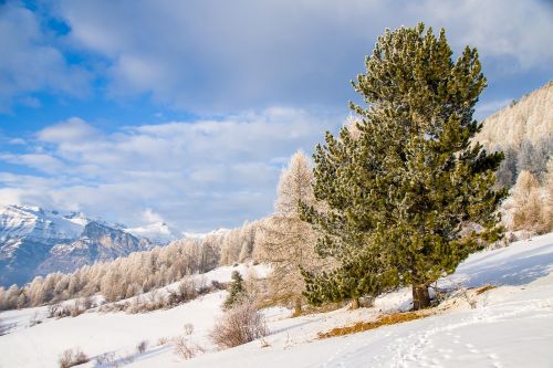 Sniegas, Žiema, Gamta, Kraštovaizdis, Kalnas, Medis, Sezonas, Šaltis, Dangus
