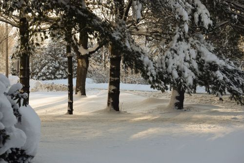 Sniegas,  Žiema,  Medis,  Šaltas,  Šaltis,  Kovo 8 D .,  Gamta,  Scena,  Be Honoraro Mokesčio